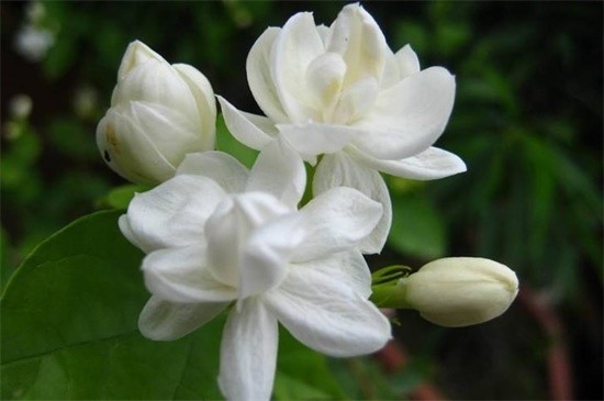茉莉花冬季室内能开花吗,养护得当冬季可开花(图4)