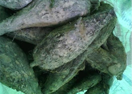 农民从田里挖出一串钻地老鼠，没有生气反而很开心