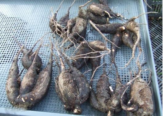 农民从田里挖出一串钻地老鼠，没有生气反而很开心