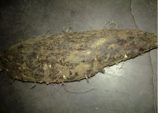 农民从田里挖出一串钻地老鼠，没有生气反而很开心