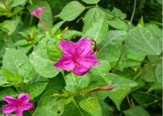 农民从田里挖出一串钻地老鼠，没有生气反而很开心