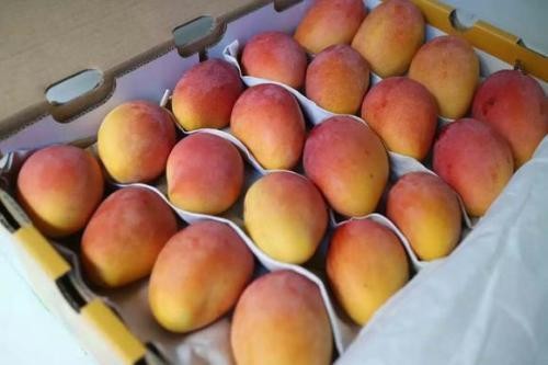 贵妃芒打的好吃还是小的好吃 贵妃芒几月份好吃 贵妃芒打的好吃还是小的好吃 贵妃芒几月份好吃