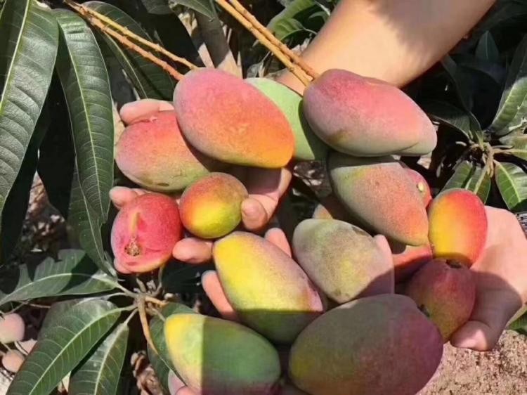 贵妃芒打的好吃还是小的好吃 贵妃芒几月份好吃 贵妃芒打的好吃还是小的好吃 贵妃芒几月份好吃