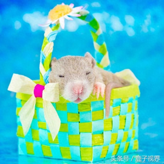 24张超可爱老鼠萌照！看完后你还觉得它们讨厌吗？