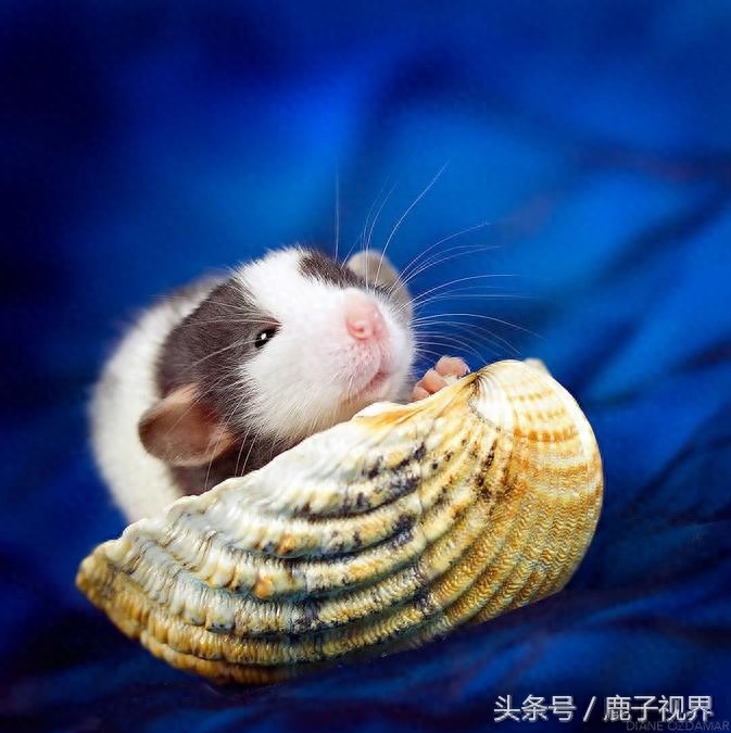 24张超可爱老鼠萌照！看完后你还觉得它们讨厌吗？