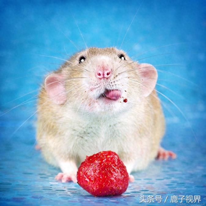 24张超可爱老鼠萌照！看完后你还觉得它们讨厌吗？
