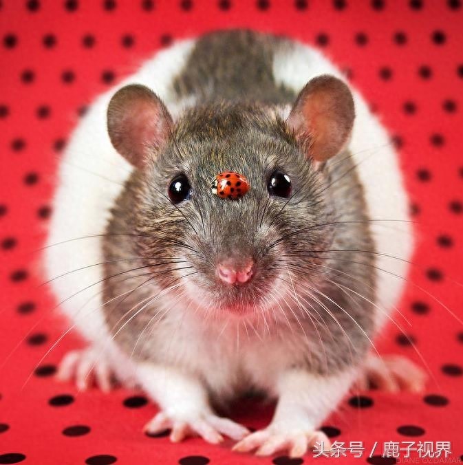 24张超可爱老鼠萌照！看完后你还觉得它们讨厌吗？