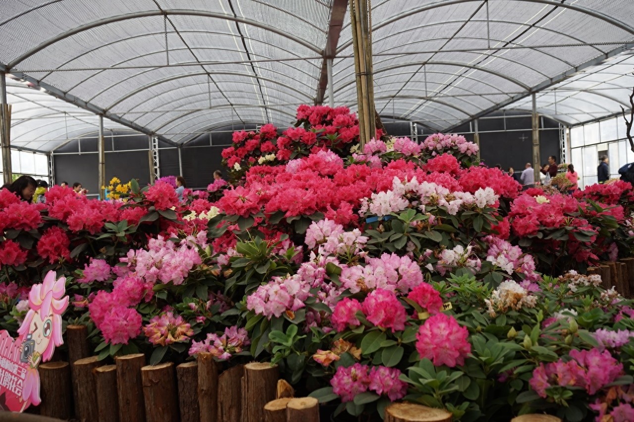 梧桐山主峰高944米，为珠三角第一峰，上有“梧岭天池”