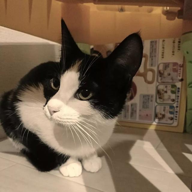 猫鼻支怎么自己治疗（猫鼻支怎么治8个要点教会你）(7)