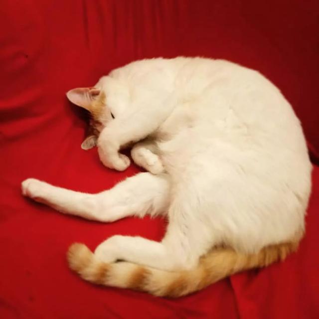 猫鼻支怎么自己治疗（猫鼻支怎么治8个要点教会你）(8)