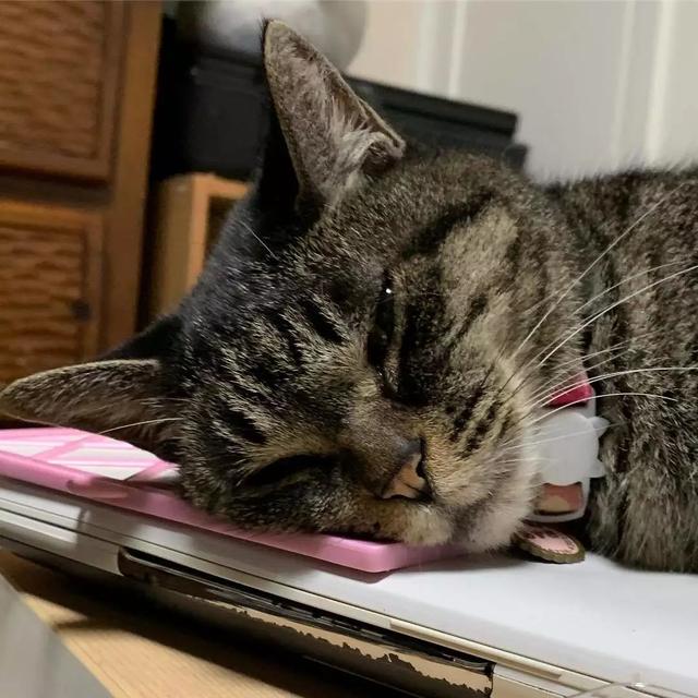 猫鼻支怎么自己治疗（猫鼻支怎么治8个要点教会你）(3)