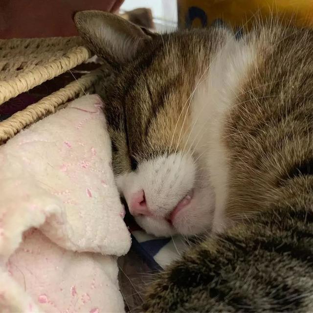 猫鼻支怎么自己治疗（猫鼻支怎么治8个要点教会你）(5)