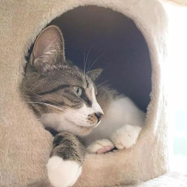 猫鼻支怎么自己治疗（猫鼻支怎么治8个要点教会你）(2)