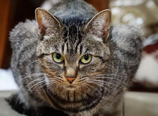 猫鼻支怎么自己治疗（猫鼻支怎么治8个要点教会你）(10)