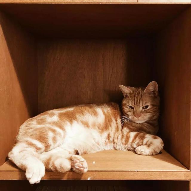 猫鼻支怎么自己治疗（猫鼻支怎么治8个要点教会你）(9)