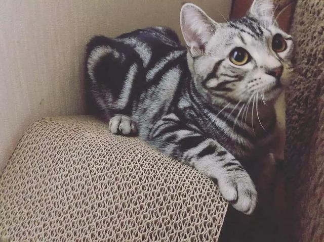 猫鼻支怎么自己治疗（猫鼻支怎么治8个要点教会你）(4)