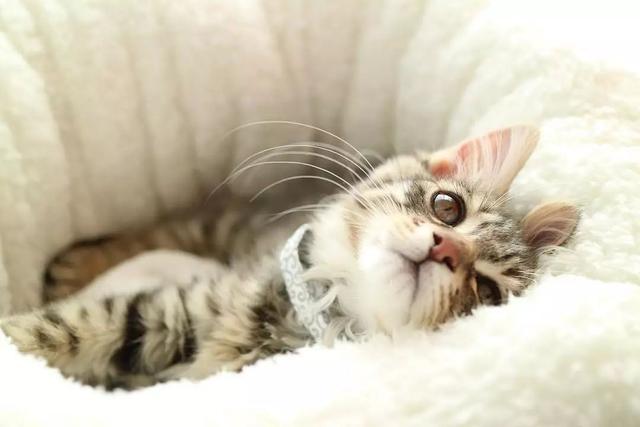 猫鼻支怎么自己治疗（猫鼻支怎么治8个要点教会你）(6)