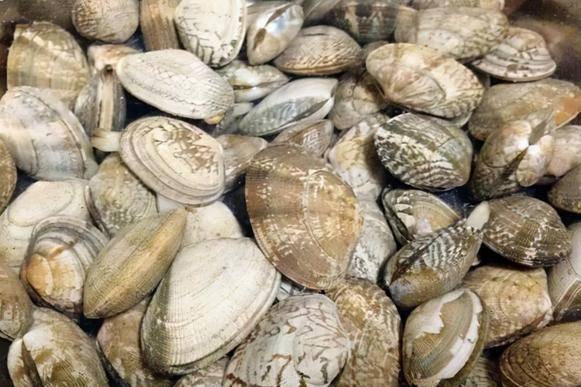 海贝壳的小知识（100种海鲜贝类名称大全）