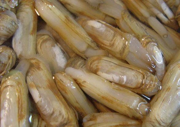 海贝壳的小知识（100种海鲜贝类名称大全）