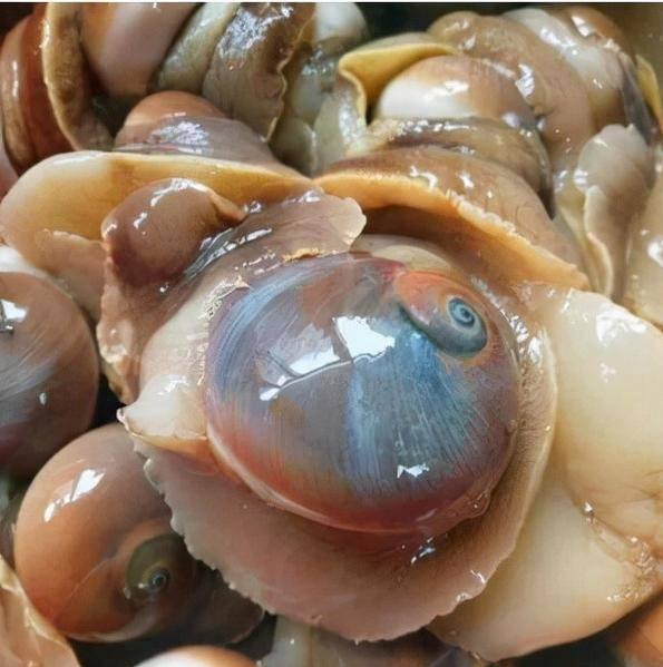 海贝壳的小知识（100种海鲜贝类名称大全）