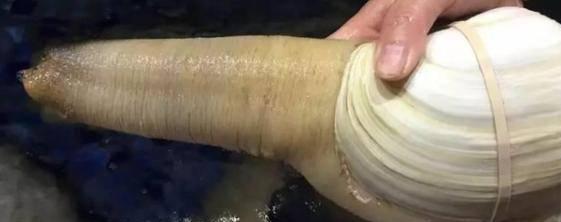 海贝壳的小知识（100种海鲜贝类名称大全）