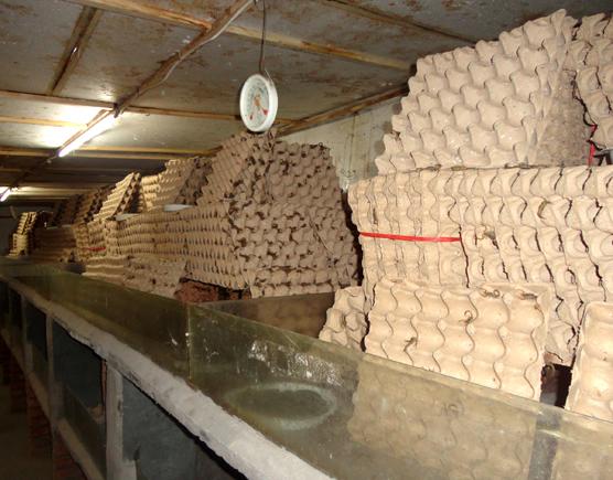 蝎子养殖的技术和方法（蝎子养殖应注意五个方面）(1)