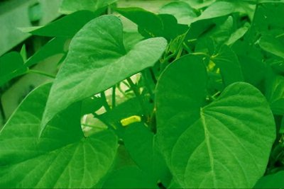 ​【图片】农村常见野菜名称和功效大全，你见过的没见过的都在这！