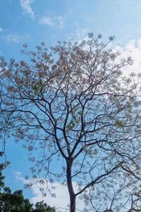 ​苦楝树消失的背后，竟隐藏着你从未知道的惊人价值！