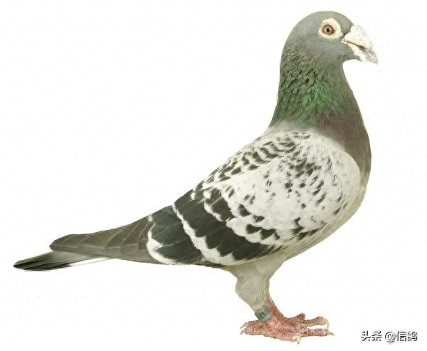 詹森血统的信鸽欣赏