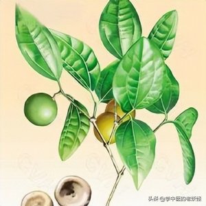 ​伤科疗伤止痛之佳品——马钱子