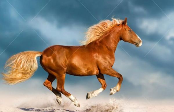 辉煌腾达什么意思(飞黄腾达的本意与内涵的由来分析)