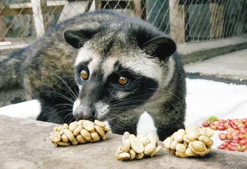 全球最贵的十大鱼子酱（世界上最顶级的食物）