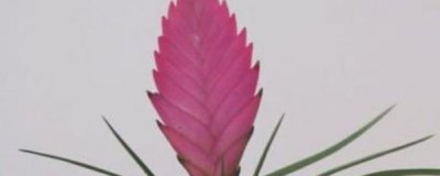 ​铁兰花怎么养