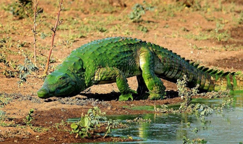 “绿色”鳄鱼吓死人！原来是被水藻染成了“绿巨人”