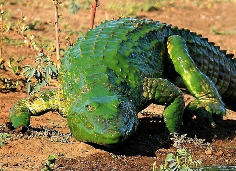 “绿色”鳄鱼吓死人！原来是被水藻染成了“绿巨人”