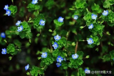 ​农村随处可见的“小蓝花”野草，许多人不知它名字而忽略了高价值