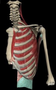 ​人体面积最大的肌肉-背阔肌