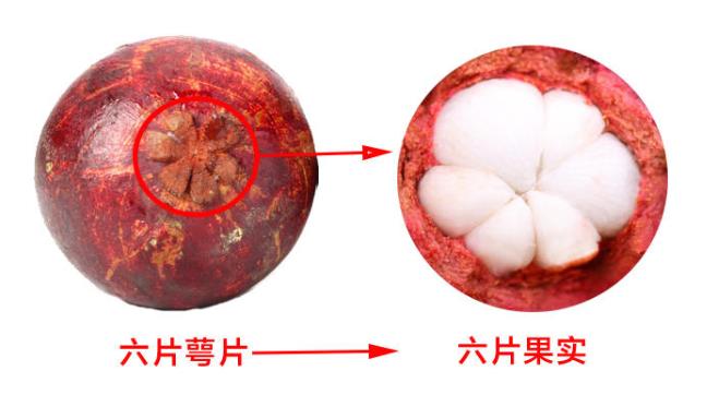 山竹怎么选才是新鲜的 又甜又水嫩的山竹这样挑 山竹怎么选才是新鲜的 又甜又水嫩的山竹这样挑