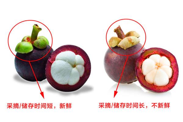 山竹怎么选才是新鲜的 又甜又水嫩的山竹这样挑 山竹怎么选才是新鲜的 又甜又水嫩的山竹这样挑