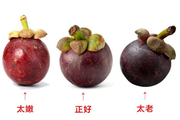 山竹怎么选才是新鲜的 又甜又水嫩的山竹这样挑 山竹怎么选才是新鲜的 又甜又水嫩的山竹这样挑