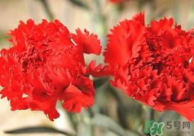 康乃馨多久浇一次水?康乃馨多久换一次水? 康乃馨多久浇一次水?康乃馨多久换一次水?