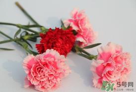 康乃馨多久浇一次水?康乃馨多久换一次水? 康乃馨多久浇一次水?康乃馨多久换一次水?