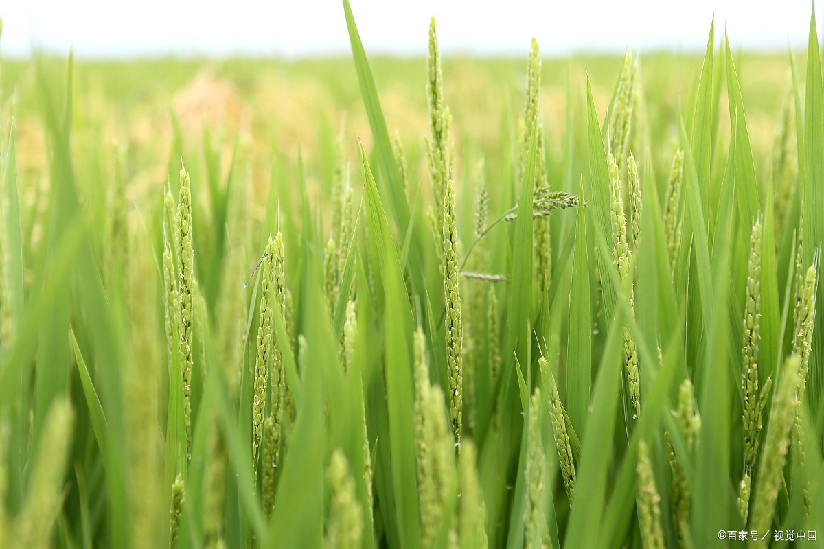 袁隆平贡献有哪些(袁隆平世界贡献有哪些)-图3