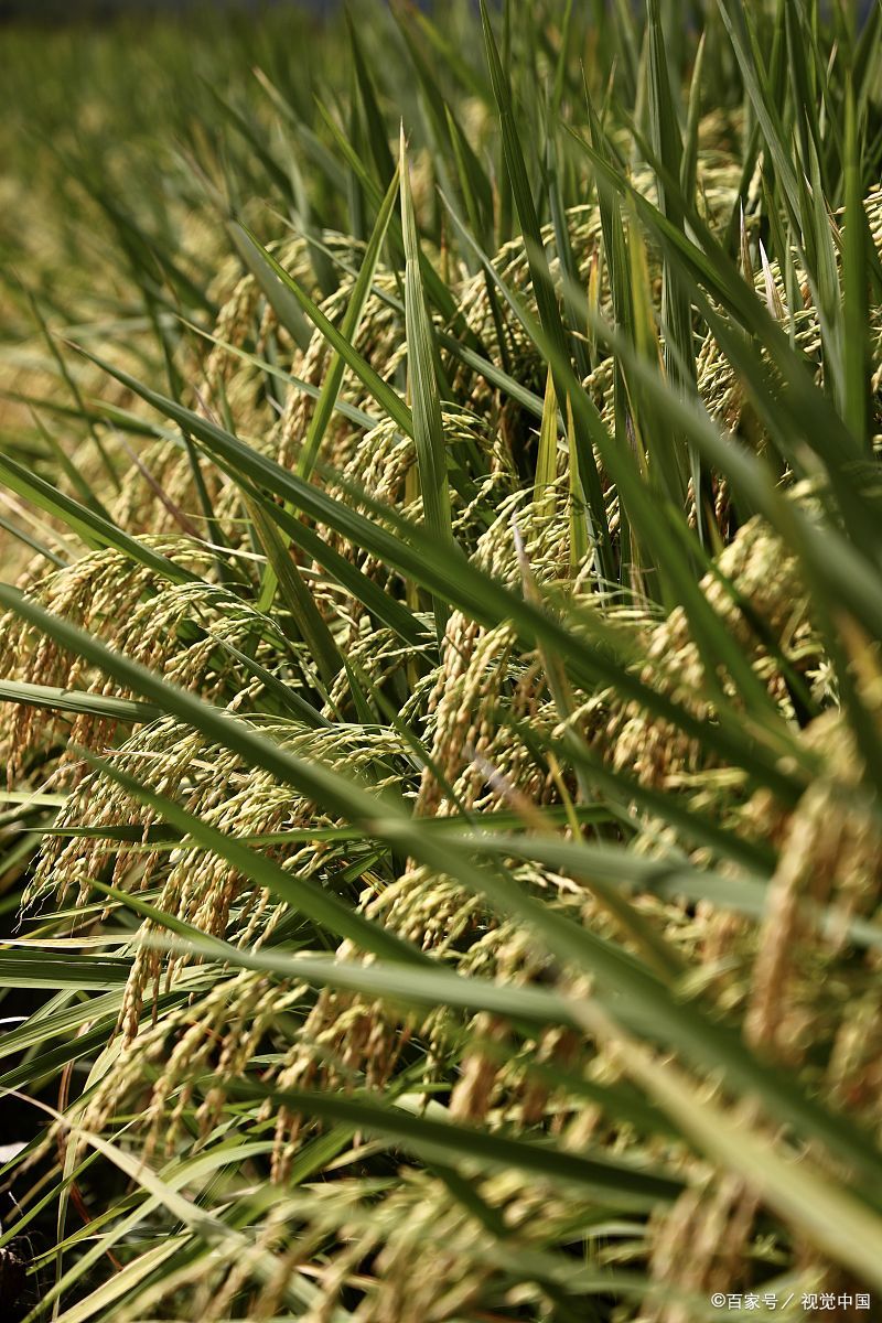 袁隆平贡献有哪些(袁隆平世界贡献有哪些)-图4