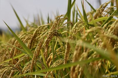 ​袁隆平贡献有哪些(袁隆平世界贡献有哪些)