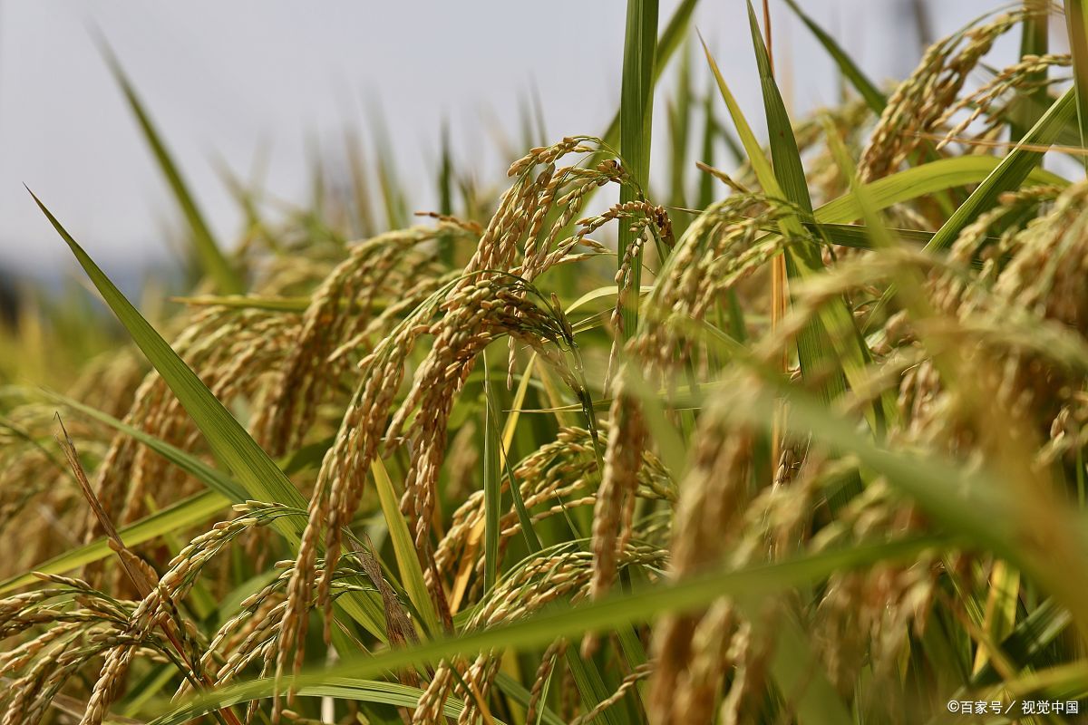 袁隆平贡献有哪些(袁隆平世界贡献有哪些)-图1