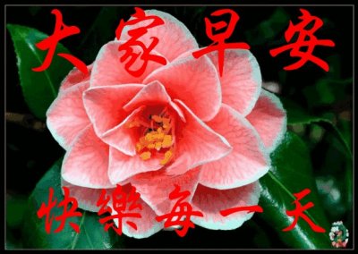 ​非常可爱唯美的早安动态图片带字带祝福语 早上好问候图片带字温馨