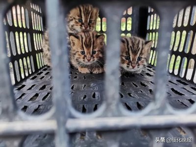 ​路边的“野猫”不要养！它很可能是被国家保护的“小动物”