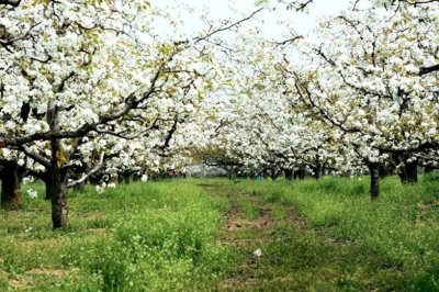 ​千树万树梨花开