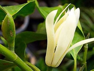 花长腻虫用什么药（花上长腻虫有效处理方法）